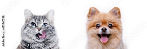 Funny gray kitten and smiling dog on white background. Lovely fluffy cat and puppy of pomeranian spitz.