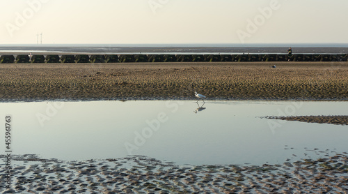 Small white heron at the low tide of the Irish Sea