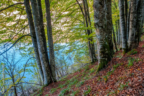 The Irati forest  in the Pyrenees Mountains of Navarra  in Spain  a spectacular beech forest in the month of October