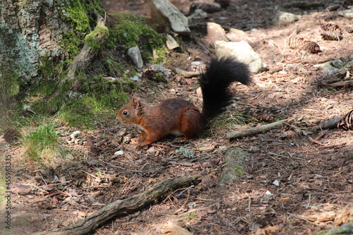 a squirrel in the forest