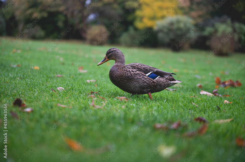 duck in the grass