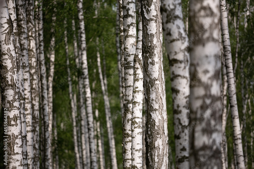 landscape of birch grove