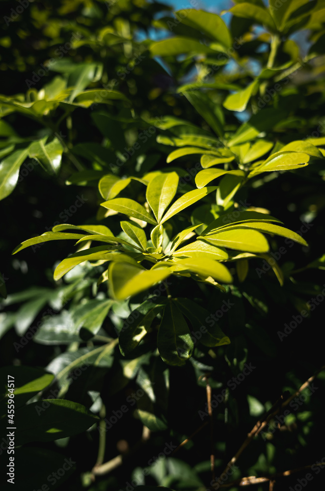 Green leaves Green leaves