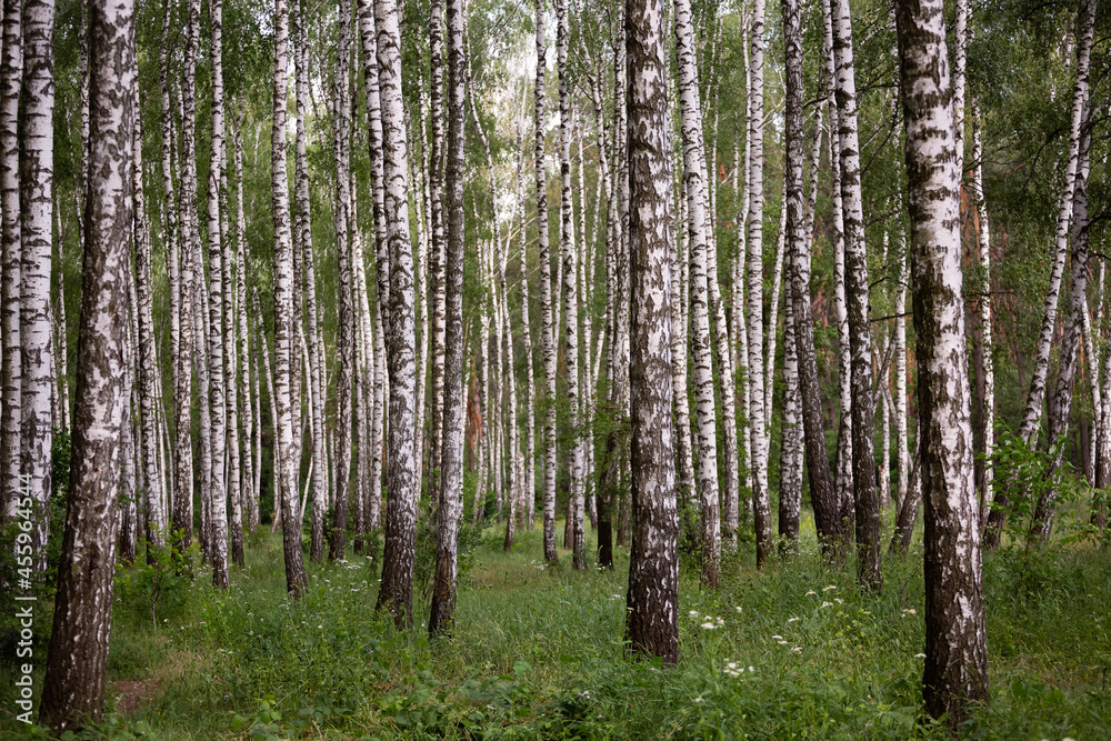 Fototapeta premium landscape of birch grove