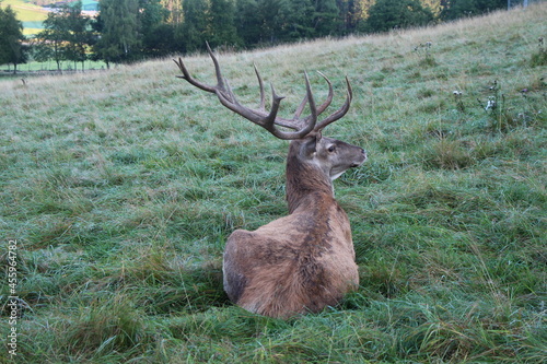 deer in the green