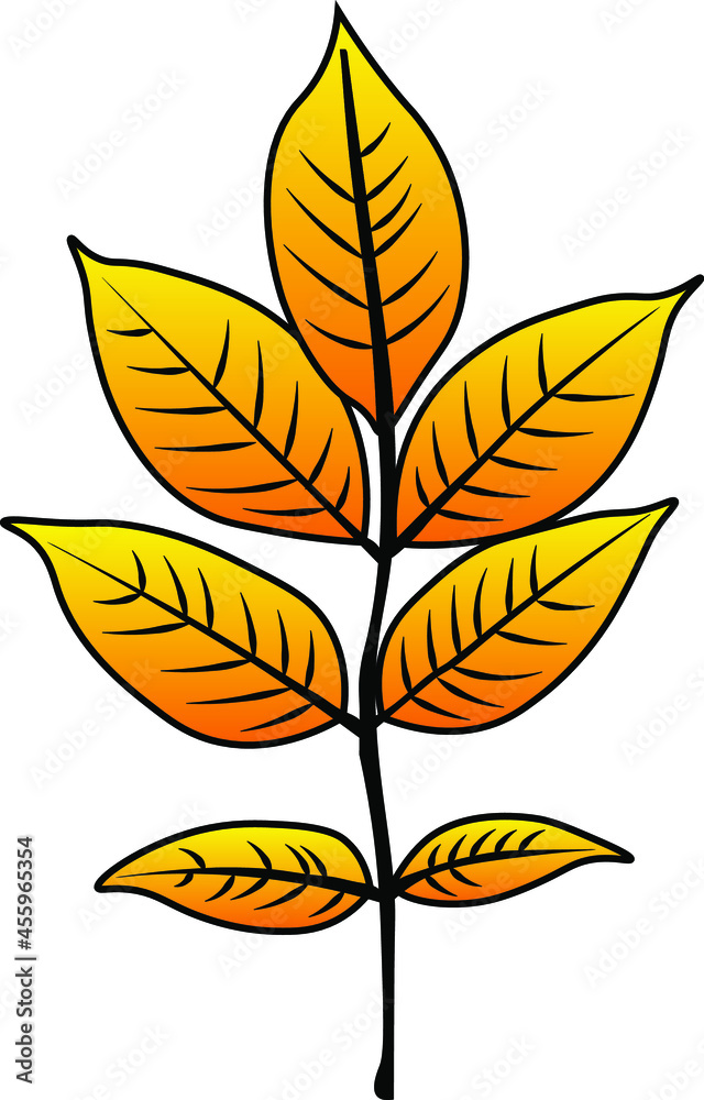 ash leaf vector colour autumn