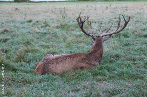 deer in the green