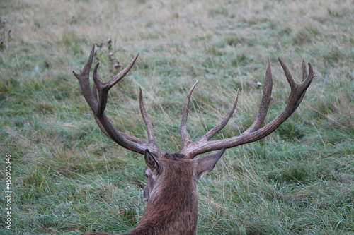 deer in the green