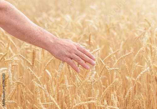 A human hand over the wheat field