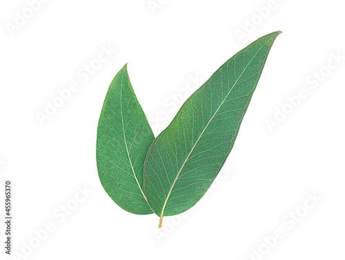 Eucalyptus leaves isolated on white surface