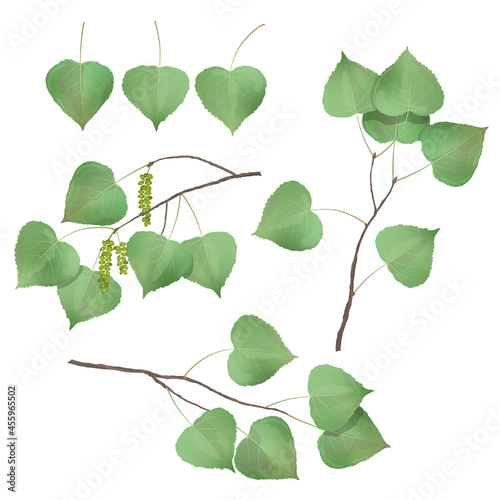Vector leaves of aspen, poplar on a white background