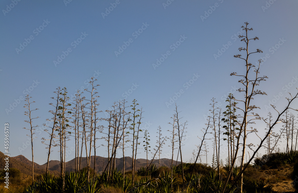 Landscape of agave plants in Cabo de Gata Nature Park, Spain