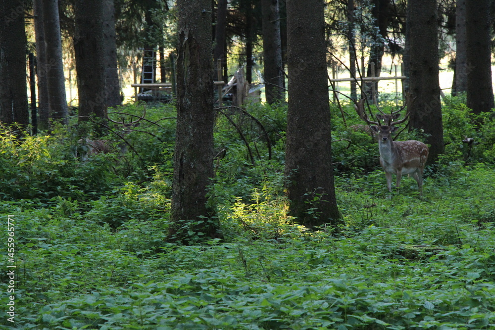 deer in the green