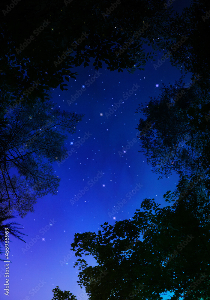 Fototapeta premium 森から見上げる星空、創造アート