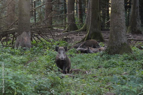 wild boar in the forest