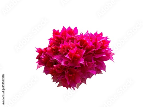 Pink Bougainvillea or pink paper flower isolate on white background 
