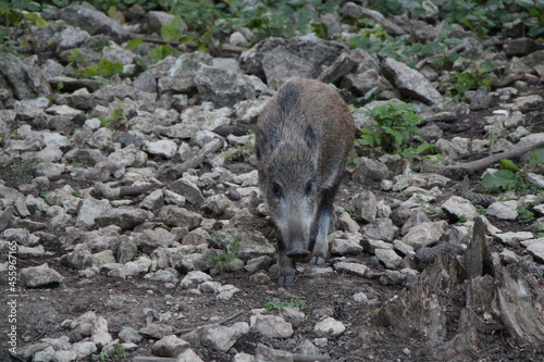 wild boar in the forest