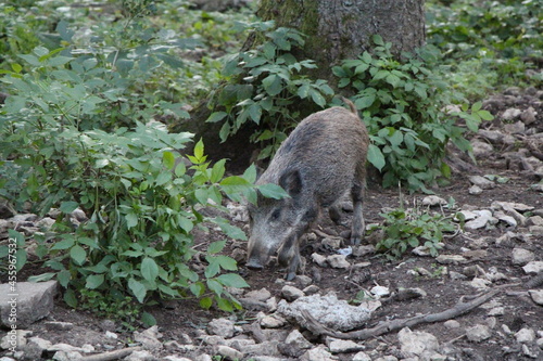 wild boar in the forest © Astrid