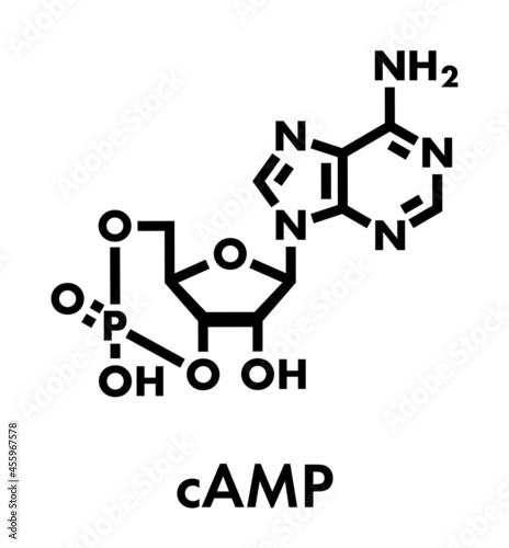 Cyclic adenosine monophosphate (cAMP) second messenger molecule. Plays role in intracellular signal transduction. Skeletal formula.