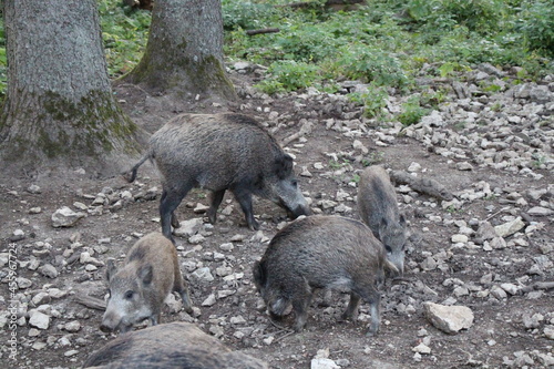 wild boar in the forest