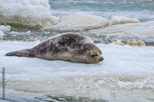 Ringed Seal (Pusa hispida) in Barents Sea coastal area, Russia