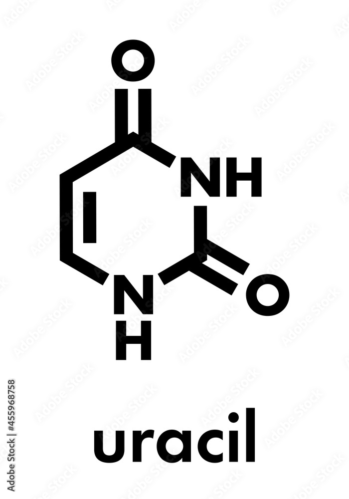 Uracil (U) nucleobase molecule. Present in ribonucleic acid (RNA). Skeletal formula. Uracil (U) nucleobase molecule. Present in ribonucleic acid (RNA). Skeletal formula.