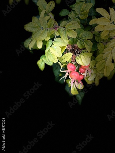 flowers and leaves