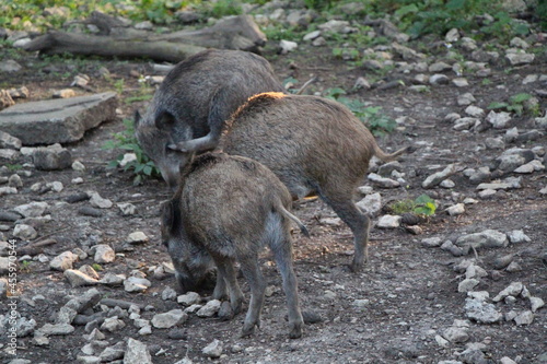 wild boar in the forest