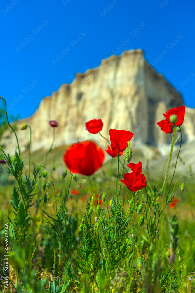 Obraz premium Poppy field against the background of rocky mountains, Belaya Skala, Belogorsk,