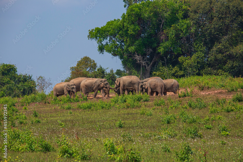 A herd of elephants adults and cubs eating minerals in the soil in the nature at Khaoyai national