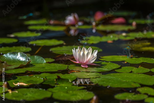 lilies in the pond of the botanical garden