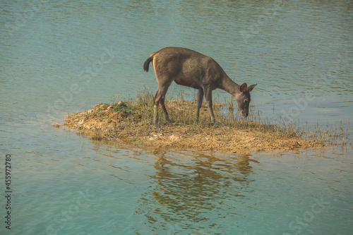 Deer Khao Yai