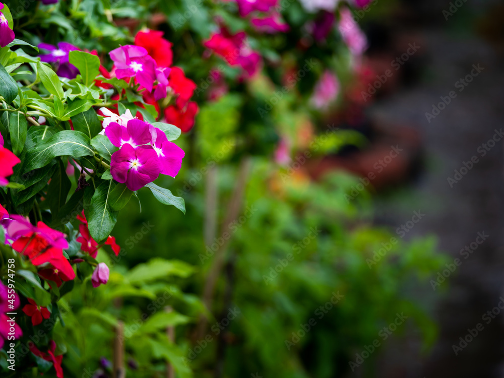 Pink Madagasgar Periwinkle Flowers Hanging