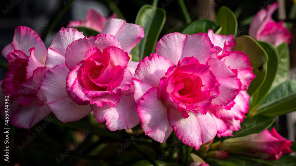 Bunch of White-pink Impala Lily Flowers Blooming Bunch of White-pink Impala Lily Flowers Blooming