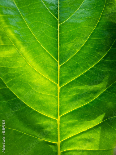 Abstract Pattern of Jack Fruit Leaf