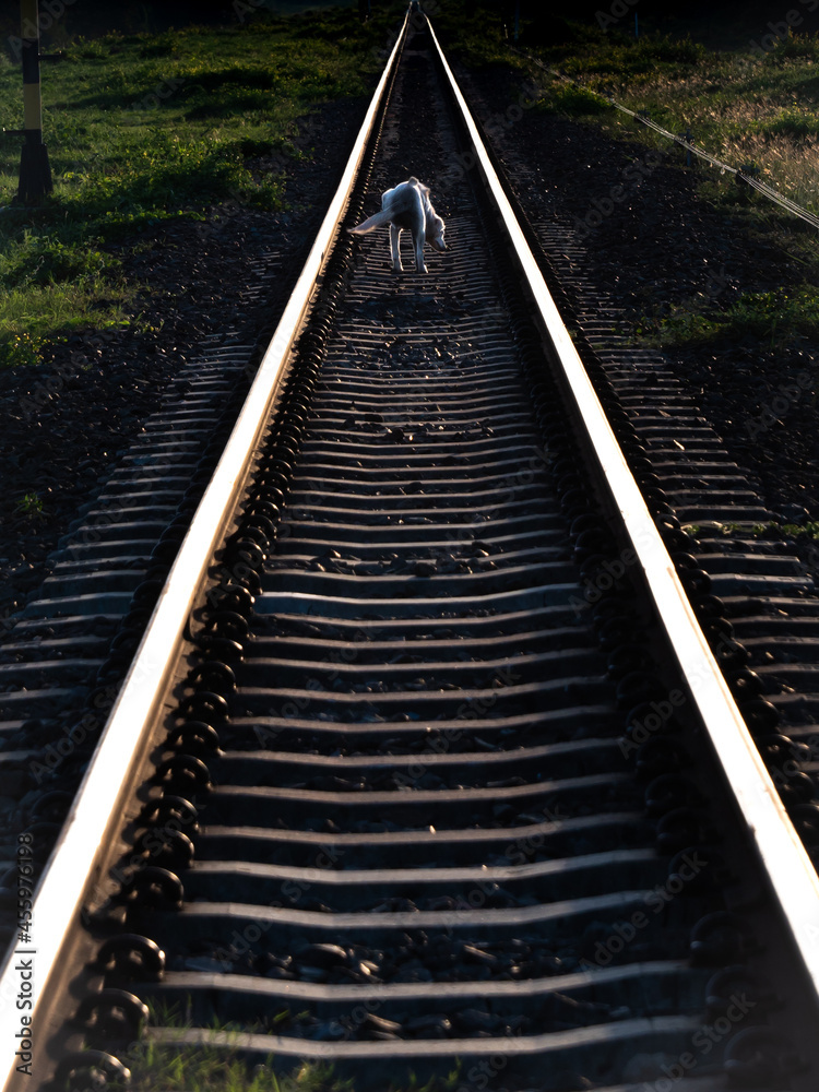 White Dog Standing with Three Legs on The Railway Tracks