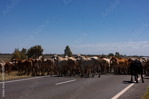 A herd of  beef cattle on a Central Queensland stock route and highway being walked to market hundreds of kilometers away.