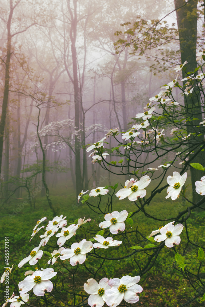 Fototapeta premium spring flowers on a tree in the forest with morning light and misty fog - fantasy landscape - dream scene - dogwood tree - white blossoms - water droplets