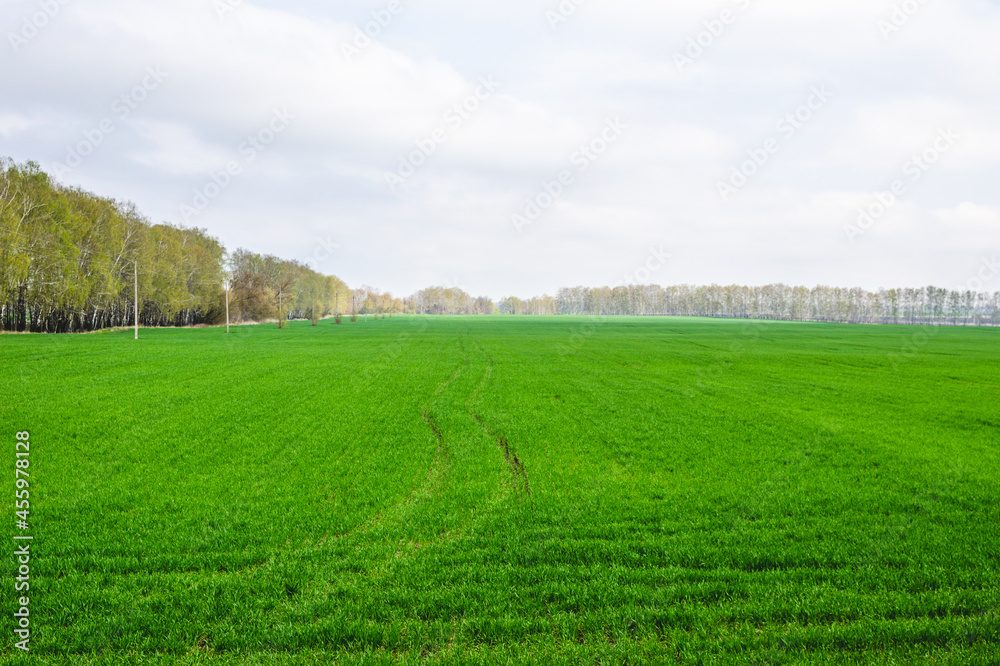 Wheat field in early spring treated with fertilizers using a tractor
