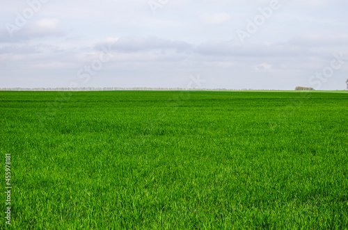 Spring green wheat field in spring. Spring coming to the land