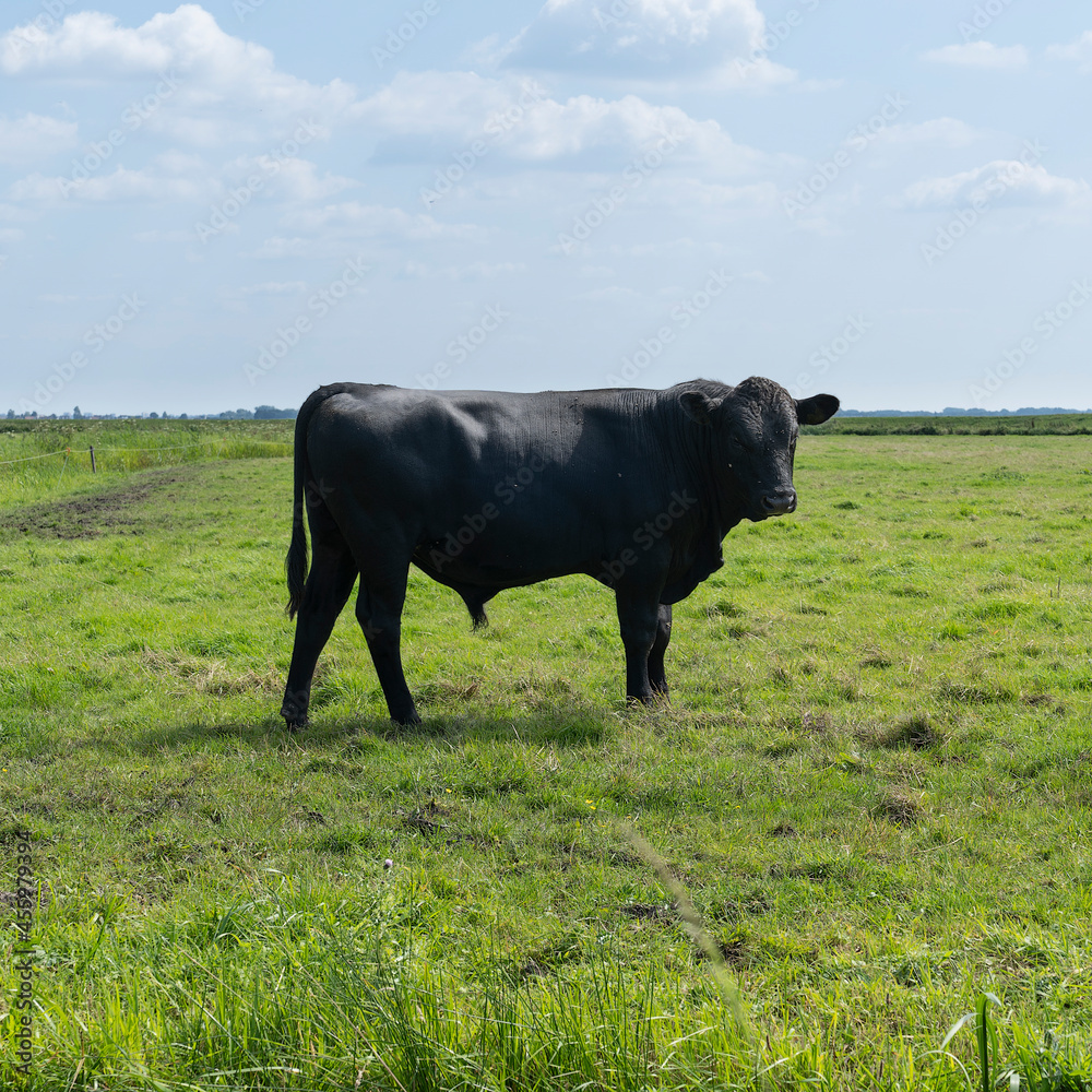 Young black angus bull standing in a green meadow Young black angus bull standing in a green meadow