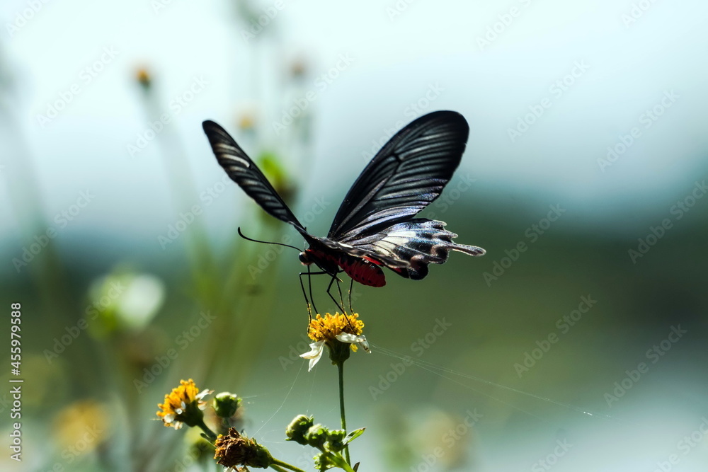 Fototapeta premium butterfly and flower