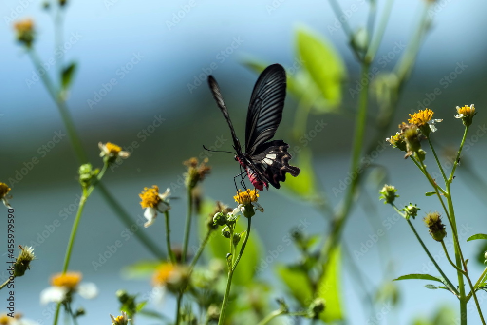 Fototapeta premium butterfly and flower