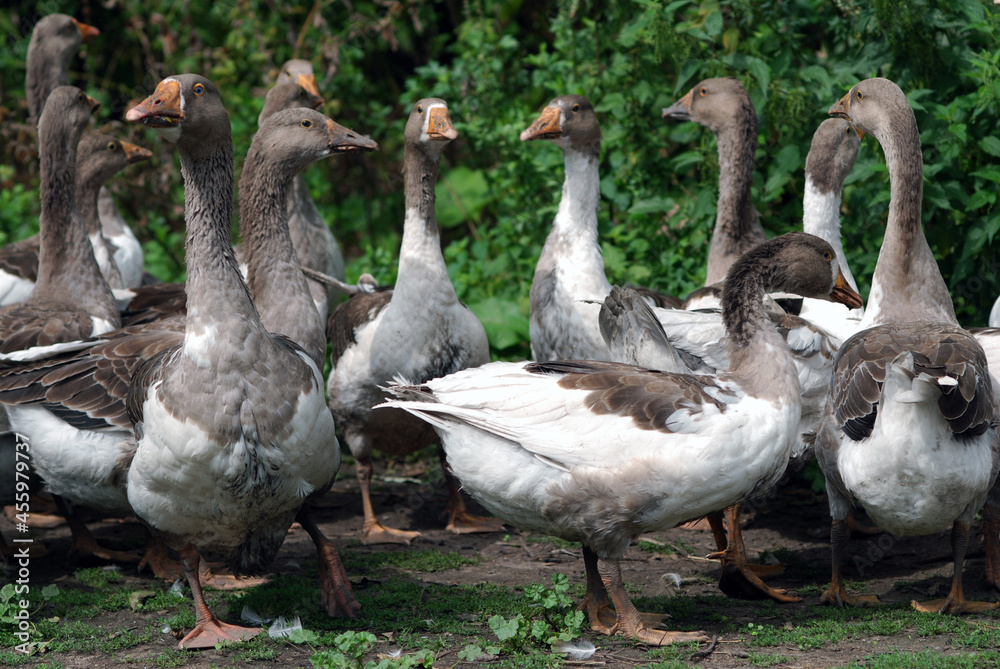 Standing group of geese Standing group of geese
