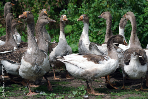Standing group of geese