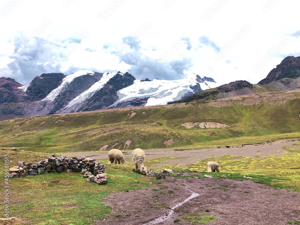 [Peru] Alpacas eating grass (Vinicunca mountain (Rainbow Mountain))