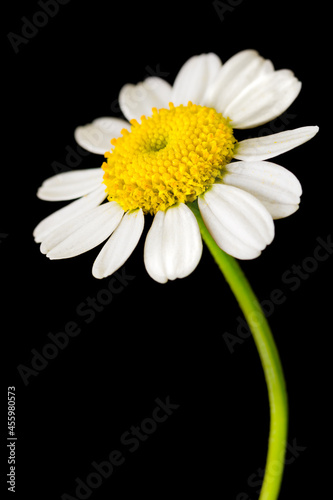 Fototapeta Naklejka Na Ścianę i Meble -  macro daisy flower isolated on black - yellow center - green stem - white petals