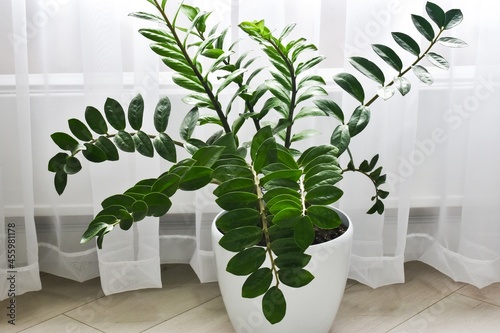 Zamioculcas Zamiifolia Plant in white flower pot standon a light background on the floor. Modern houseplants with Zamioculcas plant, minimal creative home decor concept, garden room.