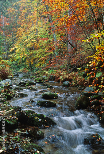 Silano plateau  Cosenza district  Calabria  Italy  Europe  autumn colors around a creek