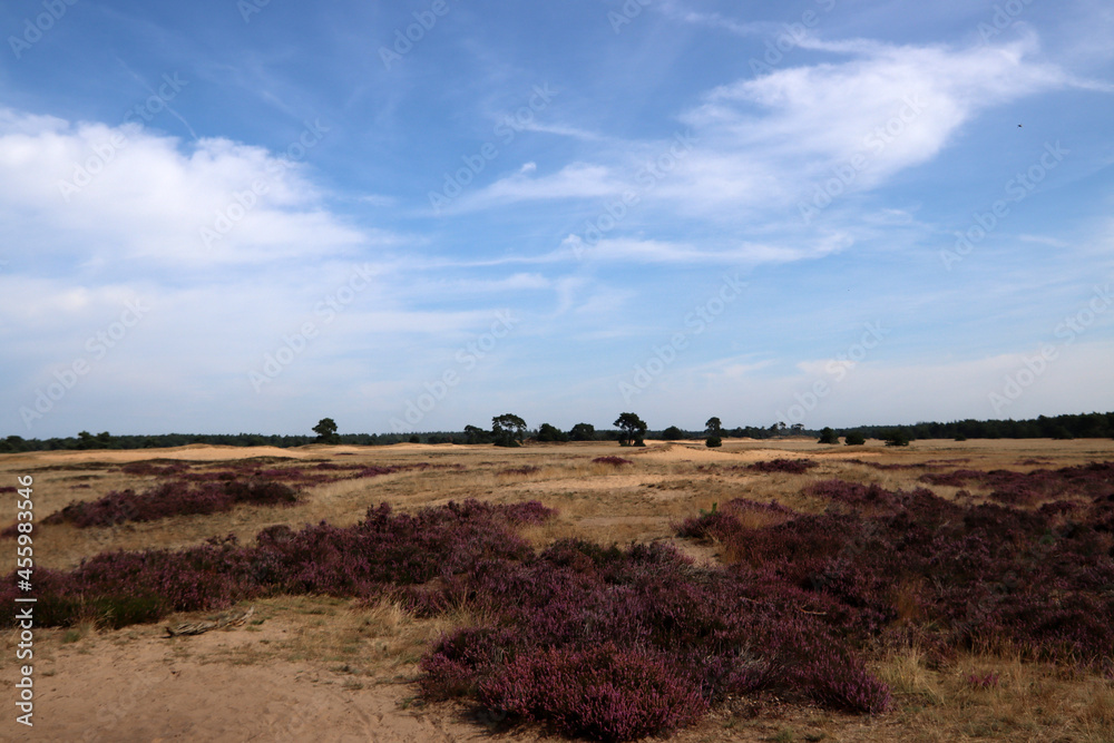 Blooming heather field in National Park of the Netherlands. Beautiful purple carpet of heather flowers, dry grass, dramatic sky with clouds.  